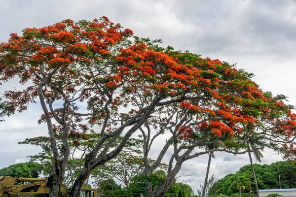 Flamboyant Trees Delonix Regia Red Blooming Flowers Island Mauritius — 图库照片