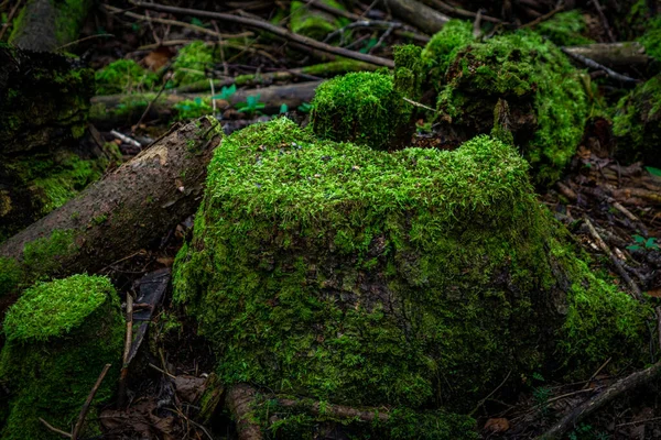 Tronco Árvore Coberto Musgo Floresta Vista Perto — Fotografia de Stock