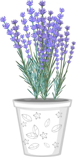 Lavendelblüten im Blumentopf — Stockvektor