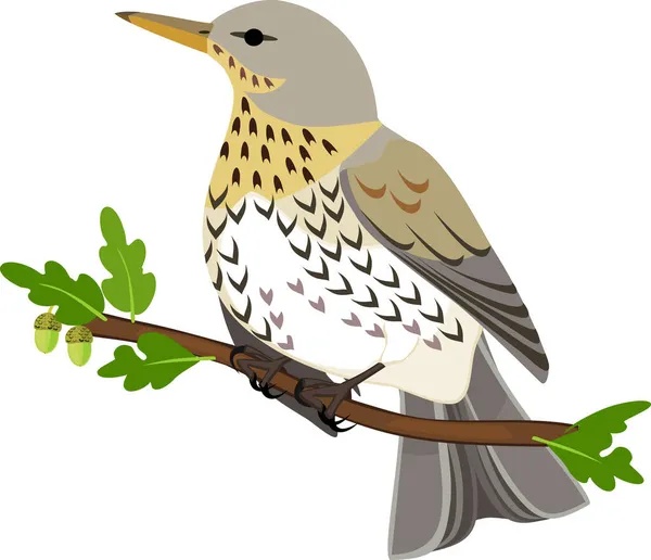 Beyaz Arka Planda Yeşil Yapraklı Meşe Dalındaki Kuş Turdus Pilaris — Stok Vektör