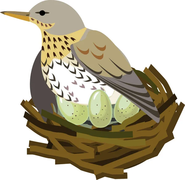 Fieldfare Turdus Pilaris Madár Fészekben Tojások Elszigetelt Fehér Alapon — Stock Vector