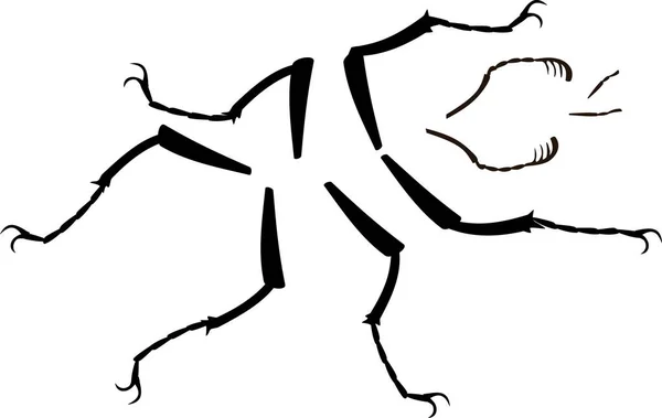 Nogi Anteny Dotyk Chrząszcza Izolowane Białym Tle — Wektor stockowy
