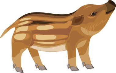  Beyaz arka planda izole edilmiş Avrupa yaban domuzu (Sus scrofa) domuz yavrusu