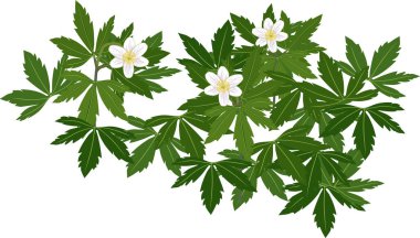  Beyaz arkaplanda beyaz çiçekli (Anemone nemorosa) ve yeşil yapraklı (ahşap şakayık) bitkiler