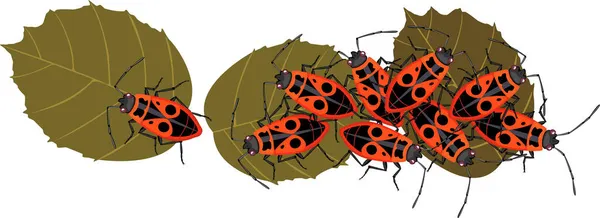 Insectes Pyrrhocoris Apterus Sur Des Feuilles Noisette Sèches Isolées Sur — Image vectorielle