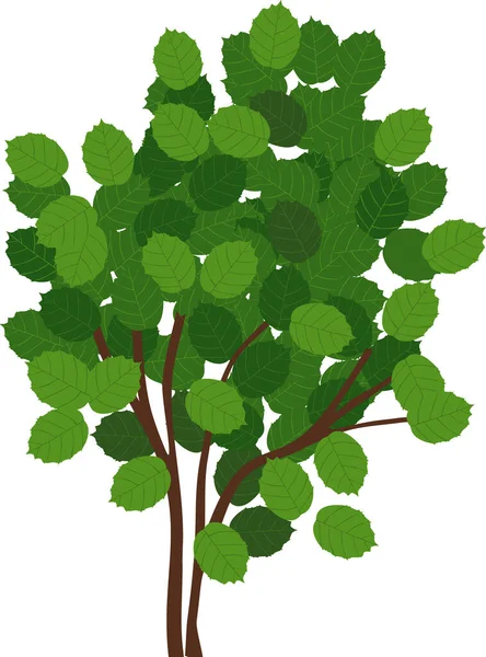 Κοινό Φυτό Φουντουκιού Corylus Avellana Πράσινο Φύλλωμα Που Απομονώνεται Λευκό — Διανυσματικό Αρχείο
