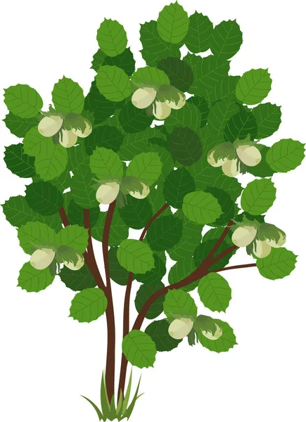 Avellana Común Corylus Avellana Planta Con Frutos Secos Follaje Verde — Vector de stock