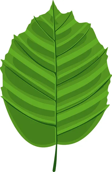 Grünes Blatt Der Hasel Corylus Avellana Isoliert Auf Weißem Hintergrund — Stockvektor