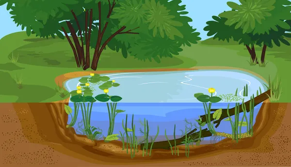 抽象卡通景观与分层次淡水湖 有黄色水百合 Nuphar Lutea 植物和漂流木的生物水塘 — 图库矢量图片