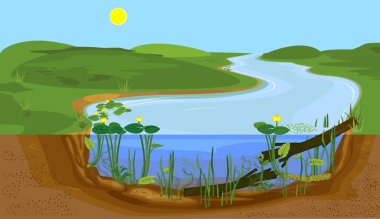 Nehrin kesitli manzarası. Sarı nilüferli (Nuphar lutea) bitki ve suda sürüklenen dallarla tatlı su nehri biyopostu