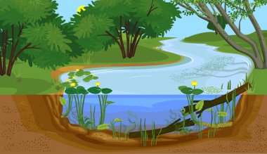  Nehrin kesitli manzarası. Sarı nilüferli (Nuphar lutea) bitki ve suda sürüklenen dallarla tatlı su nehri biyopostu