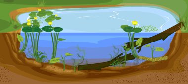  Bölünme seviyesi göleti. Sarı nilüferli (Nuphar lutea) bitki ve dallarla dolu tatlı su havuzu biyopostu