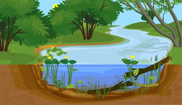 川の断面の風景です 黄色の睡蓮 Nuphar Lutea 植物と水の流木と淡水河のビオトープ — ストックベクタ