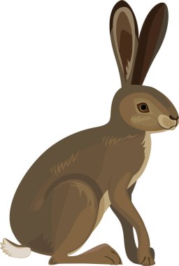 Beyaz arkaplanda Avrupa Tavşanı (Lepus europaeus) izole edildi