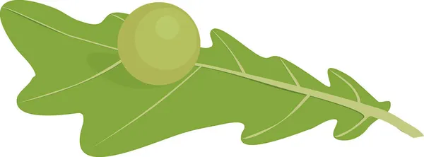 Eiche Apfelgalle Auf Grünem Eichenblatt Isoliert Auf Weißem Hintergrund — Stockvektor
