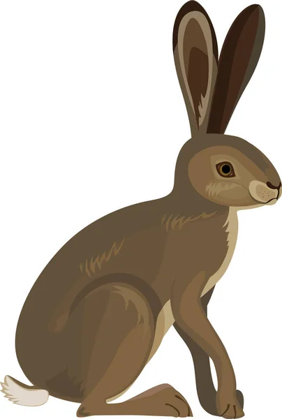 Europeisk Hare Lepus Europaeus Isolerad Vit Bakgrund — Stock vektor