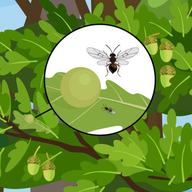  Oak apple gall on green oak leaf and Cynips quercusfolii oak gall wasp