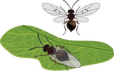  Cynips quercusfolii oak gall wasp on green leaf