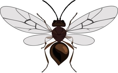  Cynips quercusfolii oak gall wasp