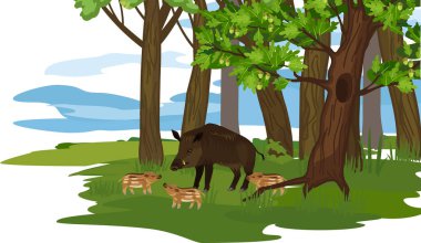  Summer forest landscape with oak trees and European wild boar (Sus scrofa) with piglets