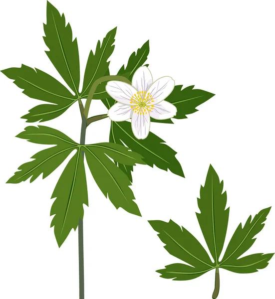 Wood Anemone Anemone Nemorosa Plant White Flower Green Leaf — ストックベクタ