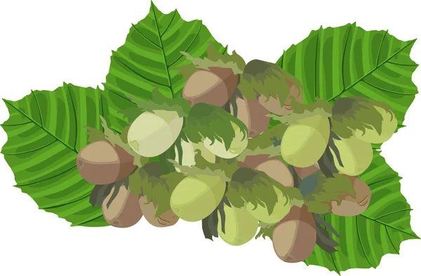Pile Raw Hazelnuts Green Leaves Isolated White Background — Vetor de Stock