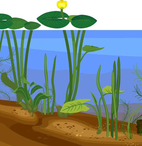 带浮木和水生植物的水下池塘景观 — 图库矢量图片