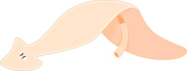  Planaria with pharyx isolated on white background