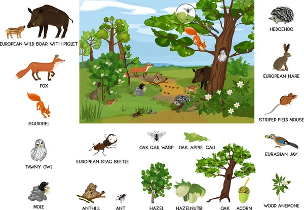 Biotopo Arbolado Con Diferentes Animales Mamíferos Aves Insectos Plantas Hábitat — Vector de stock