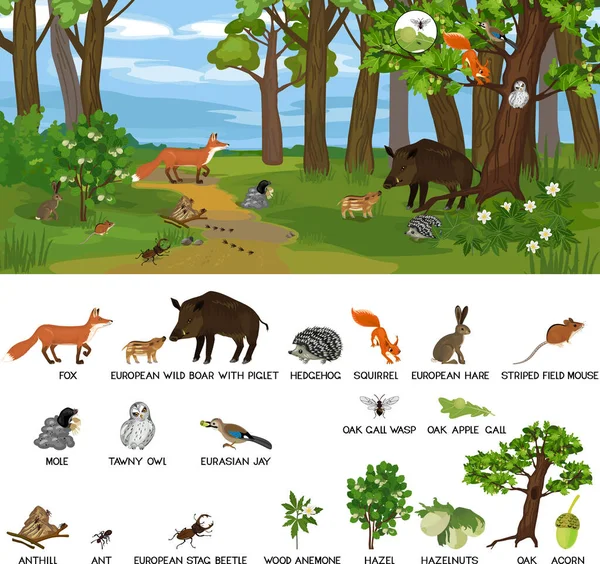 Biotopo Arbolado Con Diferentes Animales Mamíferos Aves Insectos Plantas Hábitat — Vector de stock