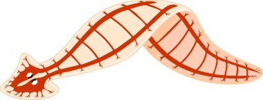  Planaria sinir sistemi (solucanlar) beyaz arkaplanda izole