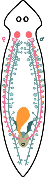 Reprodukční Systém Planaria Flatworm Izolovaný Bílém Pozadí — Stockový vektor