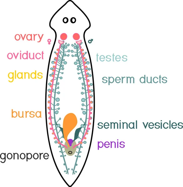 白地に隔離されたプラナリア カイコ の生殖器系 — ストックベクタ