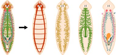  Planaria 'nın gergin, üreme, sindirim ve dışkılama sistemi beyaz arka planda izole edilmiştir.