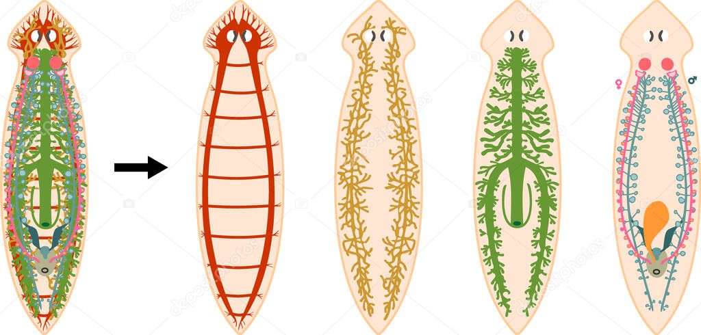  Nervous, Reproductive, Digestive and Excretory system of planaria (flatworm) isolated on white background