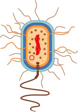  Bakteriyel hücre yapısı. Nükleoit, flagellum, plazmid ve diğer organlara sahip prokaryotik hücre