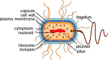  Bakteriyel hücre yapısı. Nükleoit, flagellum, plazmid ve diğer organlara sahip prokaryotik hücre