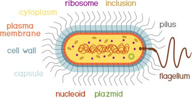  Bakteriyel hücre yapısı. Nükleoit, flagellum, plazmid ve diğer organlara sahip prokaryotik hücre