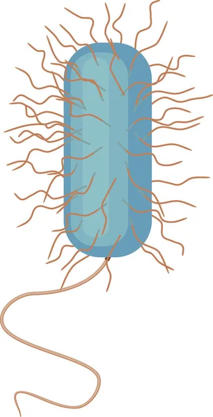 Bacteria Grampositiva Con Flagelos Cilios Aislados Sobre Fondo Blanco — Archivo Imágenes Vectoriales
