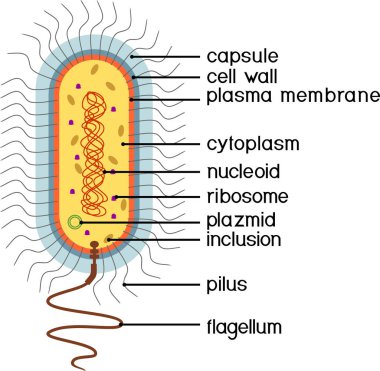  Bakteriyel hücre yapısı. Nükleoit, flagellum, plazmid ve diğer organlara sahip prokaryotik hücre