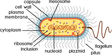  Bakteriyel hücre yapısı. Nükleoit, flagellum, plazmid, mezosom ve diğer organlara sahip prokaryotik hücre