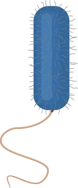 Bacteria Grampositiva Con Flagelos Cilios Aislados Sobre Fondo Blanco — Vector de stock