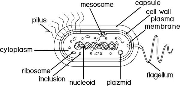 Coloriage Avec Structure Cellulaire Bactérienne Cellule Procaryote Nucléoïdes Flagelles Plazmides — Image vectorielle