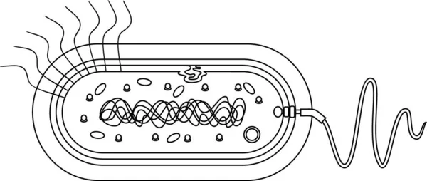 Розмальовка Сторінки Бактеріальною Структурою Клітин Прокаріотична Клітина Нуклеоїдом Флагбелем Плазмідом — стоковий вектор