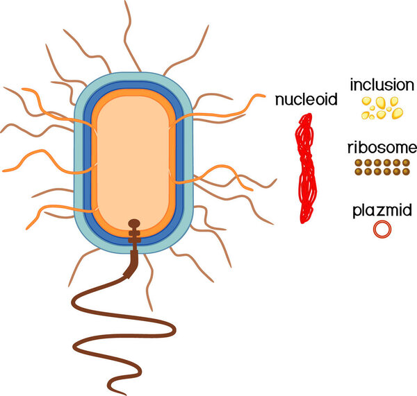  Educational game: assembling bacterial cell from ready-made components in form of stickers. Prokaryotic cell structure