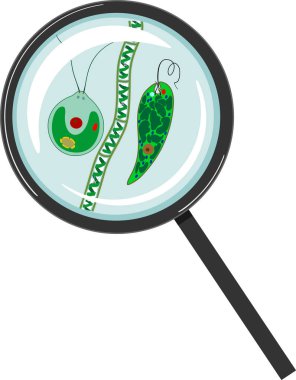  Beyaz zemin üzerinde izole büyüteç altında Chlamydomonas, euglena viridis ve spirogyra (charophyte green algae)