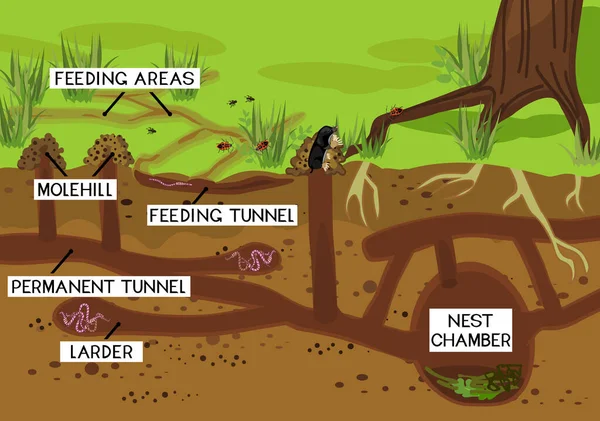 Esquema Estructura Túneles Subterráneos Con Lombrices Tierra Topo Europeo Talpa — Vector de stock