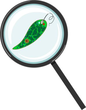  Büyüteç altındaki Euglena Viridis beyaz arka planda izole edilmiş.
