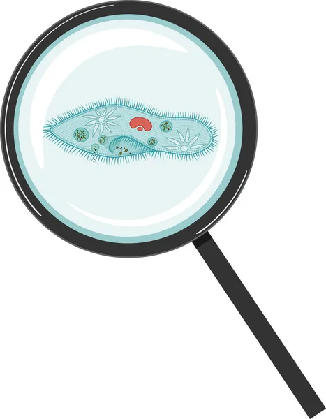 Parametry Kaudatum Pod Szkłem Powiększającym Wyizolowanym Białym Tle — Wektor stockowy