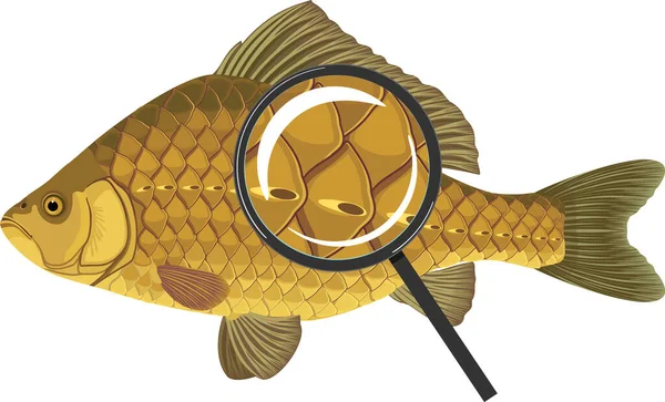 Vågar Crucian Karp Fisk Förstoringsglas Isolerad Vit Bakgrund — Stock vektor